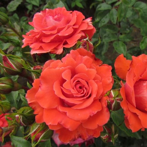 Special Memories™ rosiers floribunda